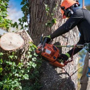 Questions To Ask Your Tree Removal Company