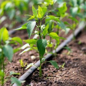 Ways You Can Improve Irrigation on Your Farm