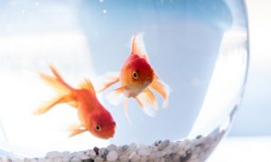 The Truth About Goldfish and Why They’re So Misunderstood – The Dixon Pilot