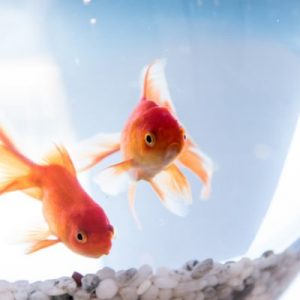 The Truth About Goldfish and Why They’re So Misunderstood