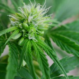 Increasing Water Efficiency for Cannabis Cultivation