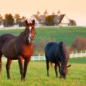 How To Create a Comfortable Space for Your Horses