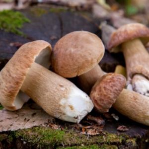 Top Tips and Tricks for Mushroom Foraging