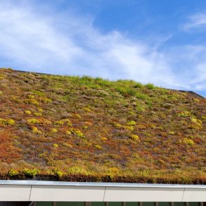 The Benefits of Green Roofs for Your Needs
