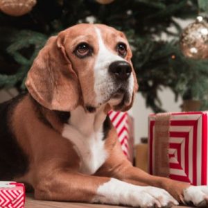 Christmas Hazards for Dogs You Might Not Know About