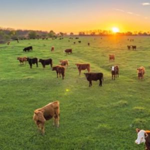How To Make Sure Your Beef Is Ethically Sourced