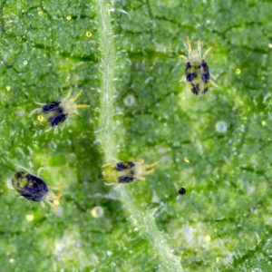What You Need to Look Out for When Owning a Garden