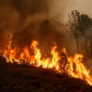 What Does the Lifecycle of a Wildfire Look Like