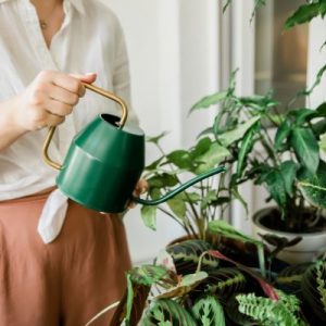 Best Houseplants for Beginners and How to Care For Them