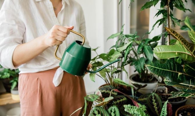 Best Houseplants for Beginners and How to Care For Them