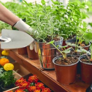 What To Know Before Starting a Plant Nursery