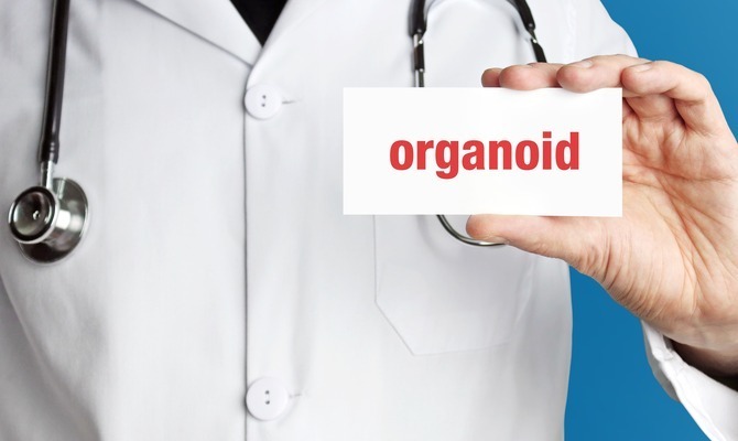 A person wearing a white lab coat and a stethoscope around their neck holds a white paper that says "organoids" in red.