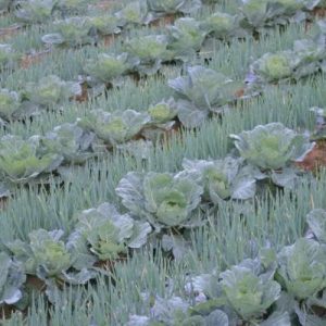 Several rows of onions and cabbages planted in the soil. The crops all have a light dusting of ice and snow.