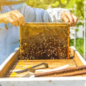 A beekeeper using two hands to pull a frame out of their bee nuc. The frame has honeycomb and bees on it.