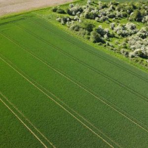 A bird's eye view of long, lush green, rectangular fields. There are some bushes on the right-hand side.