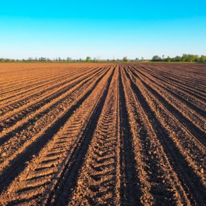 Previously plowed soil features neat rows and tire tread marks in a field. Trees and a blue sky are in the distance.