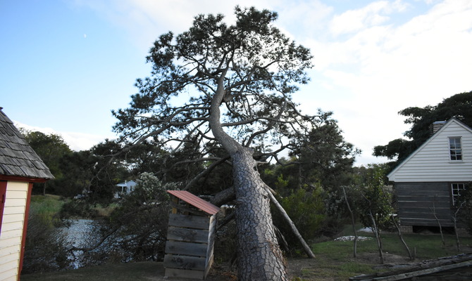 A tall tree heavily leaning toward the river bank. Two wooden houses stand on either side of the tree.