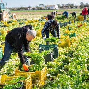 A group of people using crates to harvest green leafy vegetables on a farm with a tractor in the background.