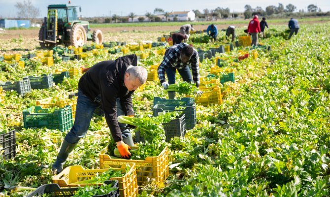 A group of people using crates to harvest green leafy vegetables on a farm with a tractor in the background.