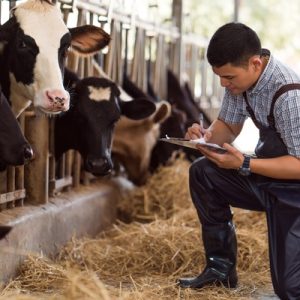 A man kneeling down in front of a row of cows. He is wearing rubber waders while writing on a clipboard.