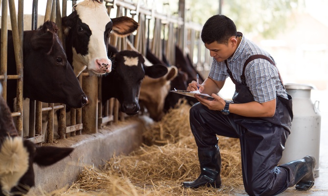 A man kneeling down in front of a row of cows. He is wearing rubber waders while writing on a clipboard.