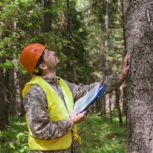 A man wearing an orange helmet and a yellow high-visibility vest holds a clipboard while looking up at a large tree.