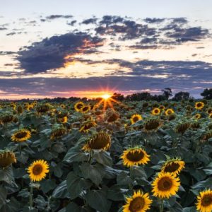 A large patch of sunflowers as seen at sunset, with an orange sun lowering onto the horizon.