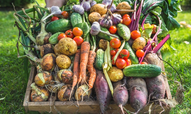 Cucumbers, tomatoes, onions, garlic, potatoes, carrots, and more fill a wooden box in an overflowing stack.