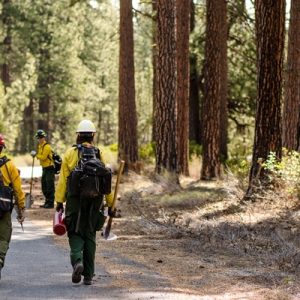 A group of three wildland firefighters, wearing protective equipment and hard hats, walk through a forest.