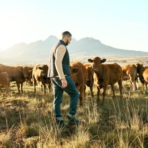 A man walks through a grassy field, wearing a light sweater, with a herd of cows. There's a mountain in the background.