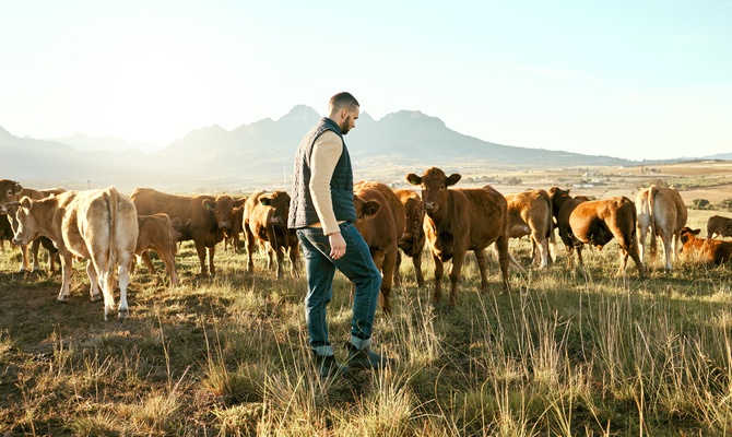 How Climate Change Impacts Livestock Care