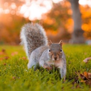 A cute neighborhood squirrel sits in the grass under a tree with its leaves turning orange. Leaves surround the squirrel.