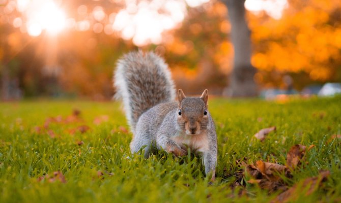 A cute neighborhood squirrel sits in the grass under a tree with its leaves turning orange. Leaves surround the squirrel.