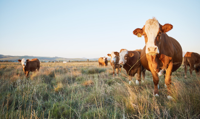 A herd of brown and white cattle graze in a sprawling field filled with tall, swaying grass on a sunny day.