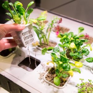A hand lifting a small hydroponic plant pod from a tabletop system with leafy greens growing in nutrient-filled slots.