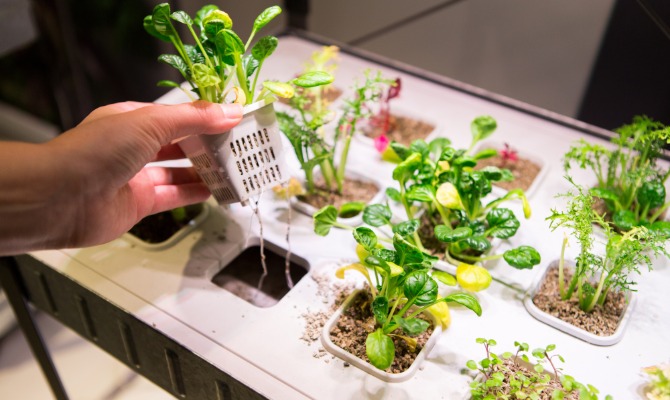 A hand lifting a small hydroponic plant pod from a tabletop system with leafy greens growing in nutrient-filled slots.