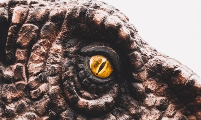 A close-up of a partly-seen dinosaur that has brown, scaly skin and an amber-colored eye over a white background.