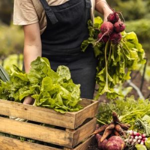 Gardener harvests fresh vegetables, holding beets over wooden crate filled with lettuce and greens in garden bed.