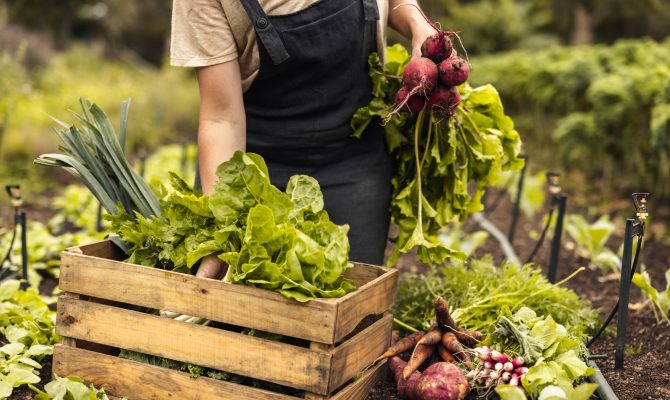 Gardener harvests fresh vegetables, holding beets over wooden crate filled with lettuce and greens in garden bed.