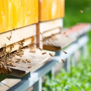 A row of wooden beehive boxes sitting in grass with numerous honey bees flying around the entrance outdoors.