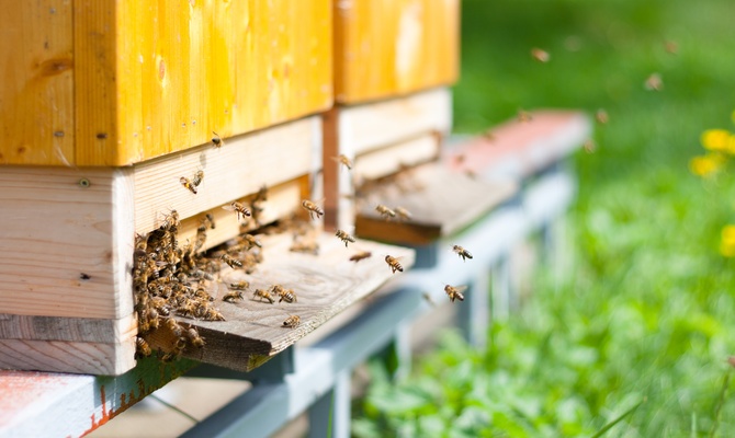 A row of wooden beehive boxes sitting in grass with numerous honey bees flying around the entrance outdoors.