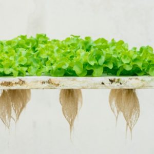 Bright green hydroponic lettuce grows across a white platform, with long exposed roots hanging beneath the plants.